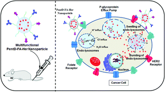 Graphical abstract: Multifunctional ATRP based pH responsive polymeric nanoparticles for improved doxorubicin chemotherapy in breast cancer by proton sponge effect/endo-lysosomal escape