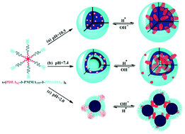 Graphical abstract: Self-assemblies of the six-armed star triblock ABC copolymer: pH-tunable morphologies and drug release