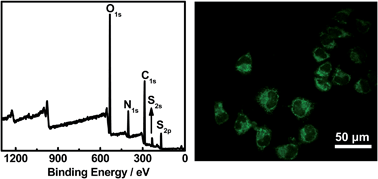 Graphical abstract: A facile, green, and solvent-free route to nitrogen–sulfur-codoped fluorescent carbon nanoparticles for cellular imaging