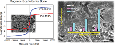 Graphical abstract: Magnetic scaffolds of polycaprolactone with functionalized magnetite nanoparticles: physicochemical, mechanical, and biological properties effective for bone regeneration