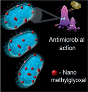 Graphical abstract: Polymer based nanoformulation of methylglyoxal as an antimicrobial agent: efficacy against resistant bacteria