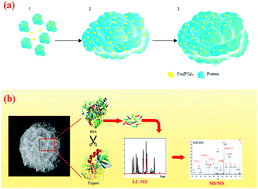 Graphical abstract: Facile synthesis of enzyme–inorganic hybrid nanoflowers and their application as an immobilized trypsin reactor for highly efficient protein digestion