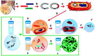 Graphical abstract: Are microorganisms indispensable in green microbial nanomaterial synthesis?