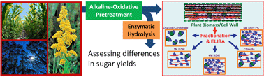 Graphical abstract: Identification of features associated with plant cell wall recalcitrance to pretreatment by alkaline hydrogen peroxide in diverse bioenergy feedstocks using glycome profiling