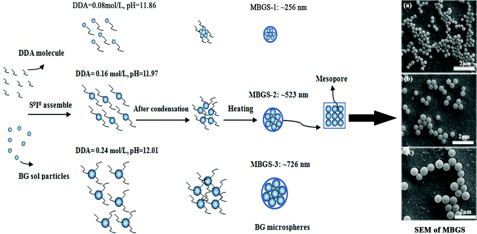 Graphical abstract: Size control and biological properties of monodispersed mesoporous bioactive glass sub-micron spheres