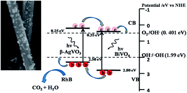 Graphical abstract: Enhanced visible photocatalytic activity of a BiVO4@β-AgVO3 composite synthesized by an in situ growth method