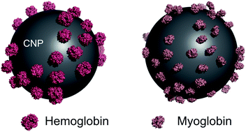 Graphical abstract: Binding of hemoglobin to ultrafine carbon nanoparticles: a spectroscopic insight into a major health hazard