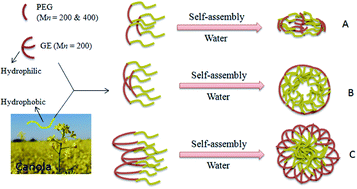 Graphical abstract: PEG–lipid telechelics incorporating fatty acids from canola oil: synthesis, characterization and solution self-assembly