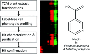 Graphical abstract: Label-free cell phenotypic profiling identifies pharmacologically active compounds in two traditional Chinese medicinal plants