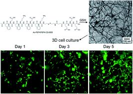 Graphical abstract: Reduction-triggered formation of EFK8 molecular hydrogel for 3D cell culture