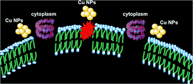 Graphical abstract: Preparation and antibacterial activity of copper nanoparticle/halloysite nanotube nanocomposites via reverse atom transfer radical polymerization