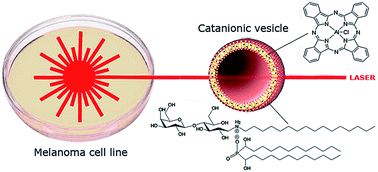Graphical abstract: Catanionic vesicles charged with chloroaluminium phthalocyanine for topical photodynamic therapy. In vitro phototoxicity towards human carcinoma and melanoma cell lines