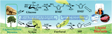 Graphical abstract: Efficient catalytic conversion of lignocellulosic biomass into renewable liquid biofuels via furan derivatives