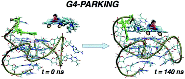 Graphical abstract: Selective G-quadruplex stabilizers: Schiff-base metal complexes with anticancer activity