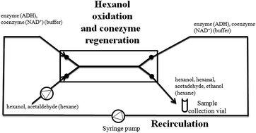 Graphical abstract: ADH-catalysed hexanol oxidation with fully integrated NADH regeneration performed in microreactors connected in series