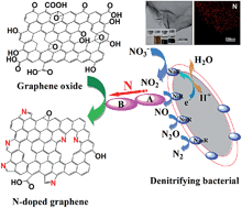 Graphical abstract: Biosynthesis approach to nitrogen doped graphene by denitrifying bacteria CFMI-1