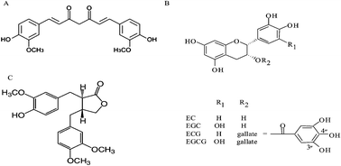 Graphical abstract: Increased chemopreventive effect by combining arctigenin, green tea polyphenol and curcumin in prostate and breast cancer cells