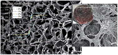 Graphical abstract: Hybrid magnetic scaffolds of gelatin–siloxane incorporated with magnetite nanoparticles effective for bone tissue engineering