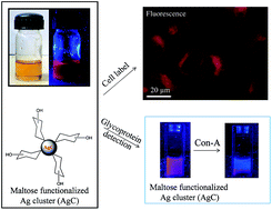 Graphical abstract: One step synthesis of maltose functionalized red fluorescent Ag cluster for specific glycoprotein detection and cellular imaging probe