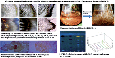 Graphical abstract: Green remediation of textile dyes containing wastewater by Ipomoea hederifolia L.