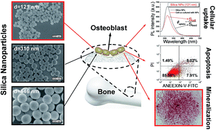 Graphical abstract: Characteristics of three sizes of silica nanoparticles in the osteoblastic cell line, MC3T3-E1