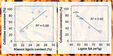 Graphical abstract: Reduction of surface area of lignin improves enzymatic hydrolysis of cellulose from hydrothermally pretreated wheat straw