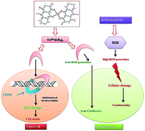 Graphical abstract: Synthesis, crystal structure, DNA interaction and in vitro anticancer activity of a Cu(ii) complex of purpurin: dual poison for human DNA topoisomerase I and II