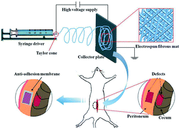 Graphical abstract: Molecular weight-modulated electrospun poly(ε-caprolactone) membranes for postoperative adhesion prevention