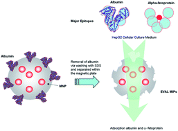 Graphical abstract: Extraction of alpha-fetoprotein (AFP) with magnetic albuminoid-imprinted poly(ethylene-co-vinyl alcohol) nanoparticles from human hepatocellular carcinoma HepG2 cellular culture medium