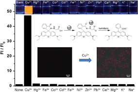 Graphical abstract: A new rhodamine-derived fluorescent chemodosimeter for Cu2+ in aqueous solution and its application in living cell imaging