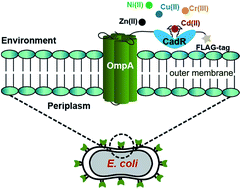 Graphical abstract: Cadmium adsorption by E. coli with surface displayed CadR