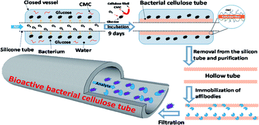 Graphical abstract: Affibody conjugation onto bacterial cellulose tubes and bioseparation of human serum albumin