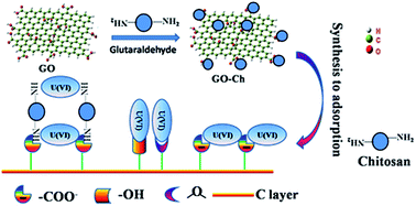 Graphical abstract: The efficient enrichment of U(vi) by graphene oxide-supported chitosan