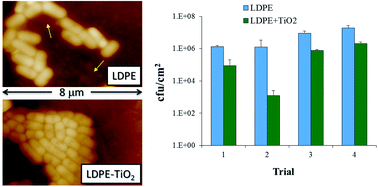 Graphical abstract: Effect of the presence of titania nanoparticles in the development of Pseudomonas fluorescens biofilms on LDPE