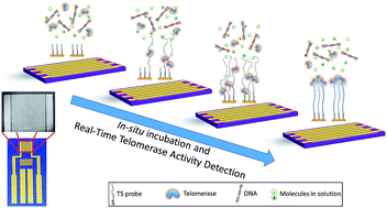 Graphical abstract: Real-time detection of telomerase activity in cancer cells using a label-free electrochemical impedimetric biosensing microchip