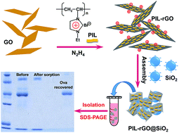 Graphical abstract: Polymeric ionic liquid modified reduced graphene oxide as adsorbent for highly selective isolation of acidic protein