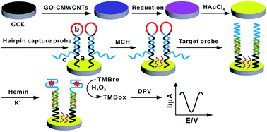Graphical abstract: A label-free hemin/G-quadruplex DNAzyme biosensor developed on electrochemically modified electrodes for detection of a HBV DNA segment