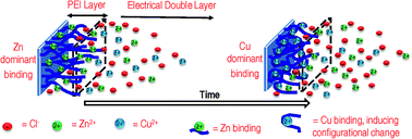 Graphical abstract: Mathematically modelling competitive ion absorption in a polymer matrix