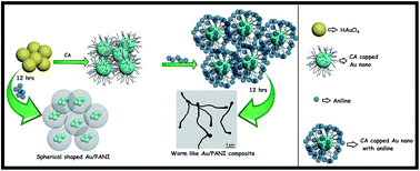 Graphical abstract: One pot green synthesis of polyaniline coated gold nanorods and its applications