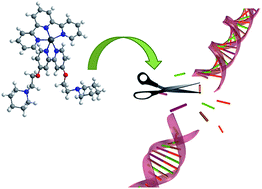 Graphical abstract: New ternary bipyridine–terpyridine copper(ii) complexes as self-activating chemical nucleases