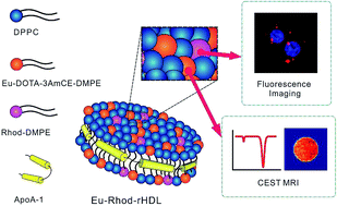 Graphical abstract: A europium–lipoprotein nanocomposite for highly-sensitive MR-fluorescence multimodal imaging