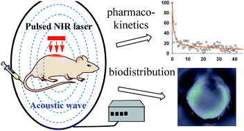 Graphical abstract: In vivo pharmacokinetic features and biodistribution of star and rod shaped gold nanoparticles by multispectral optoacoustic tomography