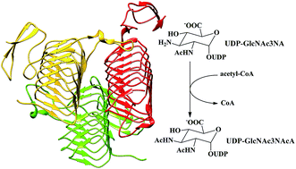 Graphical abstract: Exploring the substrate-assisted acetylation mechanism by UDP-linked sugar N-acetyltransferase from QM/MM calculations: the role of residue Asn84 and the effects of starting geometries
