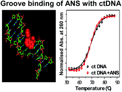Graphical abstract: Binding of an anionic fluorescent probe with calf thymus DNA and effect of salt on the probe–DNA binding: a spectroscopic and molecular docking investigation