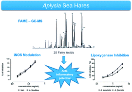 Graphical abstract: Fatty acids from edible sea hares: anti-inflammatory capacity in LPS-stimulated RAW 264.7 cells involves iNOS modulation