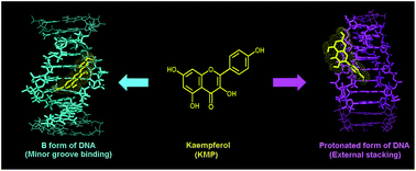 Graphical abstract: Exploring the mode of binding of the bioflavonoid kaempferol with B and protonated forms of DNA using spectroscopic and molecular docking studies