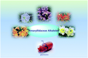 Graphical abstract: Biological and pharmacological activities of amaryllidaceae alkaloids