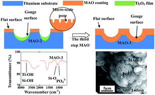 Graphical abstract: Conformal coating containing Ca, P, Si and Na with double-level porous surface structure on titanium formed by a three-step microarc oxidation