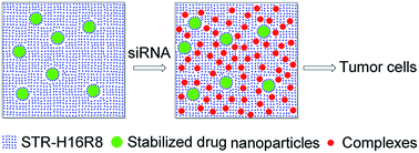 Graphical abstract: Co-delivery of drug nanoparticles and siRNA mediated by a modified cell penetrating peptide for inhibiting cancer cell proliferation