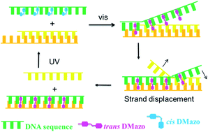 Graphical abstract: Light-driven reversible strand displacement using glycerol azobenzene inserted DNA